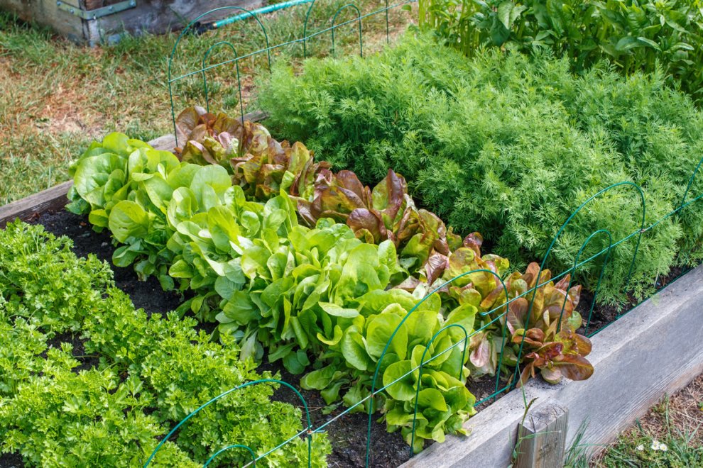 What to Plant in Mid-Summer
